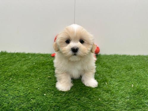 Nestje Lhasa Apso pups, Dieren en Toebehoren, Honden | Chihuahua's en Gezelschapshonden, Meerdere dieren, Overige rassen, Fokker | Professioneel