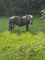 Shetlander, Merrie, 11 jaar of ouder