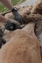 ervaren alpacascheerder neemt nog klanten aan