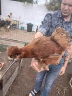 4Zijdenhoen hennen + 1zijdehoen hen met 3 kuikens., Dieren en Toebehoren, Kip