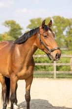 PRE x Warmbloed Ruin 8 Jaar, Animaux & Accessoires, Chevaux, Vermifugé, Hongre, 165 à 170 cm, Ne s'applique pas