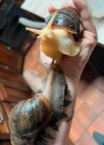 Baby reuzen agaatslakken, Dieren en Toebehoren