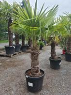 Palmboom Trachycarpus Fortunei, Tuin en Terras, Planten | Bomen, Ophalen, Halfschaduw, Palmboom