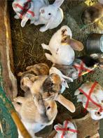10 dwergkonijntjes met stamboom, Dieren en Toebehoren, Dwerg