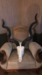 Schedel van kudu (koedoe antiloop)., Ophalen, Nieuw, Wild dier, Schedel
