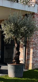 Olijfboom, Tuin en Terras, Planten | Bomen, Ophalen, Olijfboom