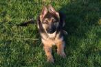 Duitse Herder pup te koop (reu), Dieren en Toebehoren, België, Reu, CDV (hondenziekte), 8 tot 15 weken
