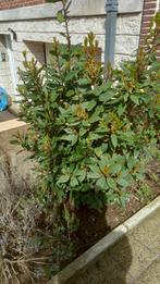 arbuste laurier sauce hauteur +/- 140 cm encore en terre, Jardin & Terrasse, Enlèvement