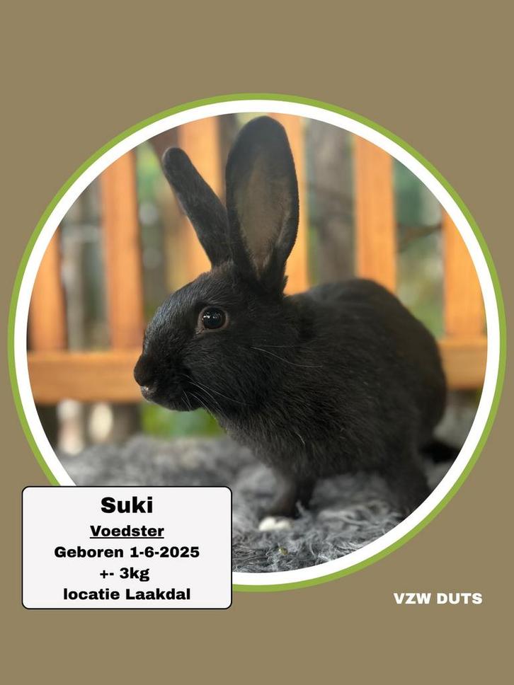 Voedster ter adoptie vzw duts, Animaux & Accessoires, Lapins