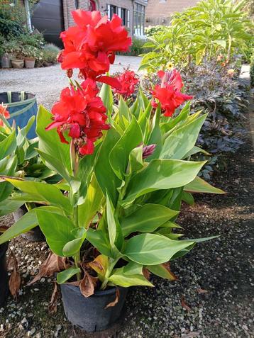 Canna, Tuin en Terras, Planten | Tuinplanten, Ophalen