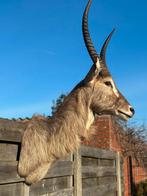 Top taxidermie waterbok, Enlèvement