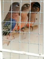 Bourkes wildkleur en roze, Meerdere dieren, Geringd