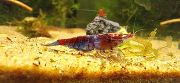 Neocaridina garnalen diverse variaties beschikbaar voor biedingen