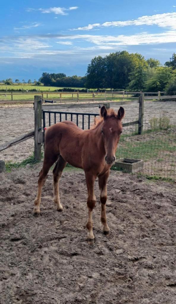Hengstenveulen, Dieren en Toebehoren, Paarden, Hengst, Niet van toepassing, 0 tot 2 jaar, Springpaard, Met stamboom, Ontwormd