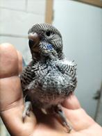 Blackface, Dieren en Toebehoren, Vogels | Parkieten en Papegaaien, Parkiet, Geringd