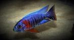Aulonocara Stuartgranti Red Flush - Malawi Cichliden, Vis, Zoetwatervis, Schoolvis