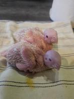 Baby  pyrrhura  creme ino  en split, Dieren en Toebehoren, Vogels | Parkieten en Papegaaien, Geslacht onbekend, Parkiet, Geringd