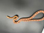 Serpents de blé, Animaux & Accessoires, Reptiles & Amphibiens, Serpent, 3 à 6 ans