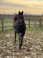 Jaarling Arabische volbloed hengst, Dieren en Toebehoren, Paarden, Minder dan 160 cm, Gechipt, Niet van toepassing, 0 tot 2 jaar