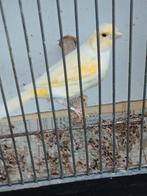 Kanaries, Dieren en Toebehoren, Vogels | Kanaries, Vrouwelijk, Zangkanarie