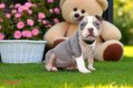 PRACHTIGE AMERICAN BULLY PUPS, Dieren en Toebehoren, Honden | Bulldogs, Pinschers en Molossers, België, Overige rassen, 8 tot 15 weken