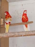 Rosella van 2025, Dieren en Toebehoren, Vogels | Parkieten en Papegaaien, Meerdere dieren, Parkiet