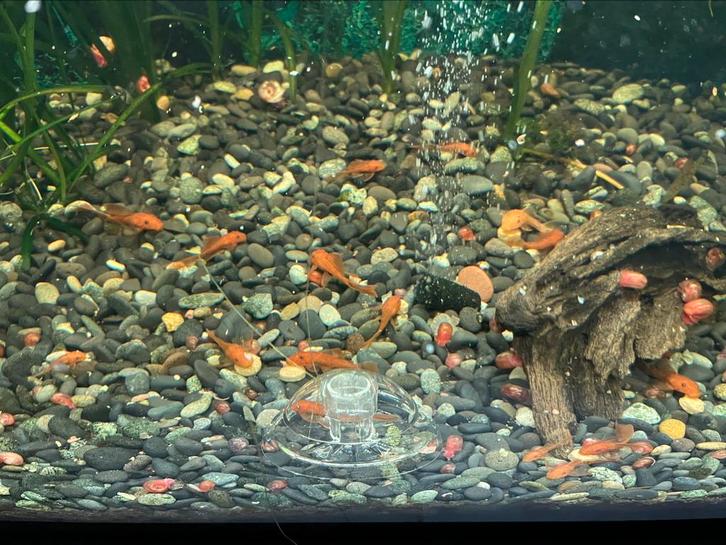 Jonge red short Fins en mix endlers guppy’s, Animaux & Accessoires, Poissons | Aquariums & Accessoires, Comme neuf, Enlèvement