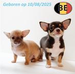 Prachtige kortharige Chihuahua-pups te koop, Dieren en Toebehoren, Honden | Chihuahua's en Gezelschapshonden, België, CDV (hondenziekte)