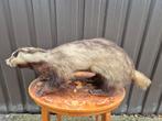 Taxidermie opgezette das oud., Ophalen of Verzenden