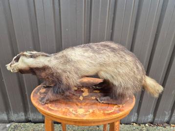 Taxidermie opgezette das oud. beschikbaar voor biedingen