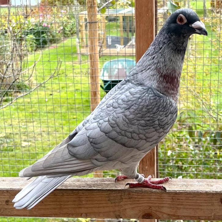 Kleurpostduiven rubella, Dieren en Toebehoren, Vogels | Duiven, Postduif, Meerdere dieren