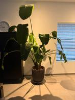 Strelitzia nicolai (paradijsvogelplant) incl pot, Maison & Meubles, Plantes d'intérieur, Enlèvement, En pot, Ombre partielle, 200 cm ou plus
