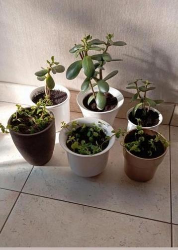 Kamerplant peperomia crassula / steen bloempotten  beschikbaar voor biedingen