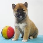 Shiba Inu - Belgische pups te koop, Dieren en Toebehoren, België, CDV (hondenziekte), 8 tot 15 weken, Meerdere