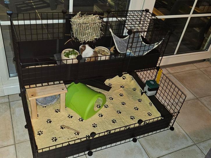 Caviahok draadkubus, Animaux & Accessoires, Rongeurs & Lapins | Cages & Clapiers, Cobaye, Enlèvement