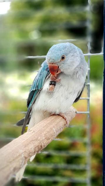 Halsband parkiet beschikbaar voor biedingen