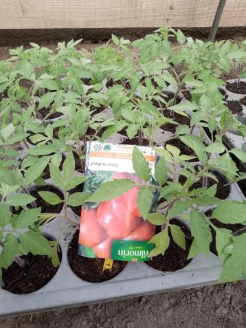 tomaten pompoen en watermeloen planten, Enlèvement ou Envoi