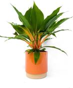 Chlorophytum Green Orange, Huis en Inrichting, Kamerplanten, Overige soorten, Minder dan 100 cm, Ophalen of Verzenden, Halfschaduw