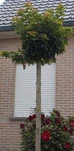 Acer Platanoides Globosum 2 Stuks, Ophalen