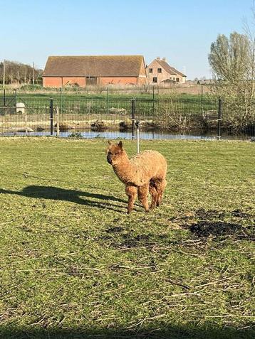 2 alpaca hengstjes te koop, Mâle
