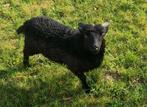 Mooie zwarte Ouessant ram van 2025., Mannelijk, Schaap, 0 tot 2 jaar