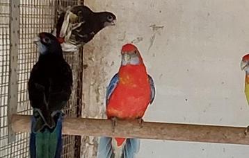 Jonge zwart en zwartopalinewitvleugels rosella beschikbaar voor biedingen