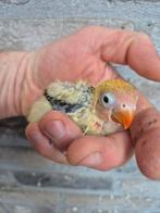 Dwergpapegaaien voor handopfok, Dieren en Toebehoren, Meerdere dieren, Dwergpapegaai of Agapornis, Geringd