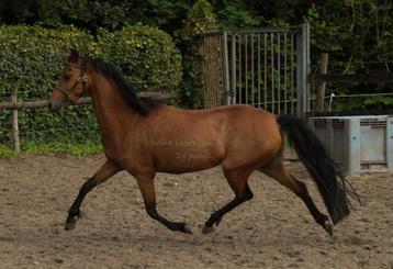 Welsh ster merrie + hengst veulen  beschikbaar voor biedingen