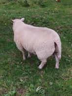 Jonge zware schaapbok te koop, Mannelijk, Schaap, 0 tot 2 jaar