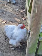 Cochin kriel haantje gratis, Dieren en Toebehoren, Mannelijk, Kip