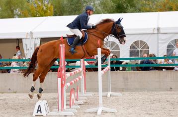 Trainen,opleiden van paarden/pony's beschikbaar voor biedingen