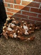 Jonge kuikens, Dieren en Toebehoren, Meerdere dieren, Kip