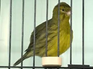 FIFRE FANTAISIE, Plusieurs animaux, Canari chanteur