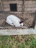 Gecastreerde Vlaamse reus, Dieren en Toebehoren, Konijnen